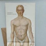 Onbekend - Pop up -  Anat: Papiermodel -MAN