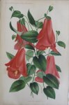 Pannemaeker, P. de - Originele chromolitho  Lapageria rosea