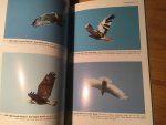 Wheeler, BK & WS Clark - A Photographic Guide to North America Raptors
