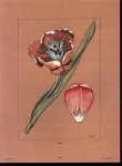 Chris Le Roy - (DECORATIEVE PRENT - LITHO ) TULP