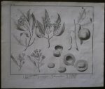 antique print (prent) - Kruitnagel. Notemuskaat. (Kruidnagel, Nootmuskaat, Nutmeg).