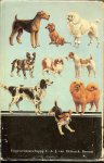 Dam, J. H. ook de  Illustraties en Omslag zijn van de auteur - Honden van Airedale Terrier tot Afghaanse windhond