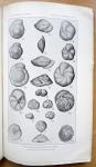 Cushman, J.A. - The Foraminifera of the Atlantic Ocean. Part 8. Rotaliidae, Amphisteginidae, Calcarinidae, Cymbaloporettidae, Globorotaliidae, Anomalinidae, Planorbulinidae, Rupertiidae and Homotremidae