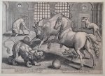 Philips Galle (1537-1612) and Joannes Galle (1600-1676) after Johannes van Straet - Stradanus (1523-1605) - [Antique print, engraving, 1568] Fight among a lion, horse bull and dogs [set title: Venationes Ferarum, Avium, Piscium], published 1568 or after.