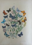 Berge - Originele litho nr. 14 uit Berge`s Schmetterlings-Buch