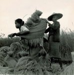 Oorthuys, Cas - Rijstoogst in Nederlands Indië, 1947
