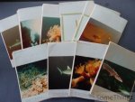 Peeters Karel, Demarsin Guy, Cools Marc, Vanderhulst Carl en Cornelis Guy (red.) - Nuclea Diving Info. Periodiek tijdschrift Verschijnt tweemaandelijks. Nrs 1, 2, 3, 4, 5, 6, 7, 8, 9 en 12. Peeters Karel, Demarsin Guy, Cools Marc, Vanderhulst Carl en Cornelis Guy (red.) - Nuclea Diving Info. Periodiek tijdschrift Verschijnt tweemaandelijks. Nrs 1, 2, 3, 4, 5, 6, 7, 8, 9 en 12.