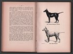 Artnur Seyfarth - Der Hund und seine Rassen : Anleitung zur Kenntnis der Hunderassen, der rationellen Zucht, Erziehung, Pflege, Dressur und Heilung der Krankheiten.