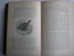 Alfred Newton - Dictionary of Birds