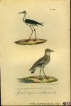 BUFFON et DAUBENTON - Grote regenwulp / Strandruiter. Uit: Oeuvres complètes de Buffon suivies de ses continuateurs Daubenton, Lacépéde, Cuvier, Duméril, Poiret, lesson et Geoffroy-St-Hillaire