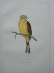 antique bird print. - Yellow Hammer. Antique bird print. (Geelgors).
