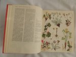 Barbara Everard - Brian D Morley; B. Everard - WILD FLOWERS of the World