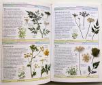 Sesam - Sesam Natuurhandboeken - Wilde planten