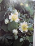 Vanderplank, John - Passiebloemen