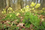  - Bossen van Vlaanderen. Historische ecologie-Davidsfonds