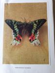 Handschin, Eduard - Le Monde Merveilleux des Papillons Tropicaux