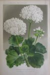 Pannemaeker, P. de - Originele chromolitho  Pelargonium zonale bizarre