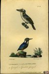 BUFFON et DAUBENTON - IJsvogel / Grootste ijsvogel. Uit: Oeuvres complètes de Buffon suivies de ses continuateurs Daubenton, Lacépéde, Cuvier, Duméril, Poiret, lesson et Geoffroy-St-Hillaire