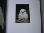Lanting, Frans, Christine Eckstrom - Oog in oog