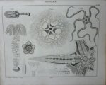 Oken, Lorenz - Sternwürmer Taf XVIII. Originele litho.