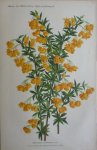 Pannemaeker, P. de - Originele chromolitho  Berberis stenophylla