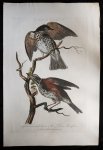 Sepp and Nozeman - Sepp and Nozeman TURDUS ILIACUS