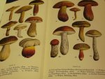 Jahn Hermann - Pilze rundum, ein taschenbuch zum bestimmen und nachslagen vond rund 500 einheimischen pilzarten