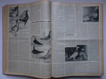  - Geflügel - Börse. Westdeutsche Ausgabe. Organ des Bundes deutscher Rassegeflügelzüchter. 1962, 1963, 1964.