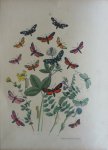 Berge - Originele litho nr. 21 uit Berge`s Schmetterlings-Buch