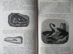 Zimmermann, W.F.A., - De wonderen der voorwereld. Een populaire voorstelling van de geschiedenis der schepping.en den oorspronkelijken toestand der aarde.
