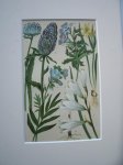 antique print (prent) - Alpenblumen. Alpine flowers. Alpenbloemen.