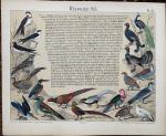  - Histoire Naturelle en Tableaux / Oiseaux / 12 genummerde gekleurde lithografische platen in donkerblauw linnen ( wschl ) omslag