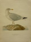 Wright, M. W. und F. von - Larus Argentatus Pont. Originele litho uit Svenska fåglar