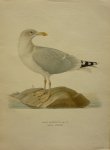 Wright, M. W. und F. von - Larus Argentatus Pont. Originele litho uit Svenska fåglar