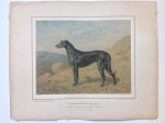 H. Sperling - lithograaf : Wilhelm Greve - (DECORATIEVE PRENT,  LITHO - DECORATIVE PRINT, LITHOGRAPH -) Rashond - Deerhound Dog