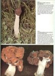 Kibby, Geoffrey .. Nederlandse vertaling : J.J. Hoedeman - Paddestoelen