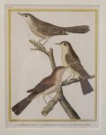  - Framed copper engraving of 3 warblers (fauvettes) from Martinet/Buffon (ca. 1770)