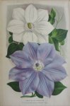 Pannemaeker, P. de - Originele chromolitho  Variétés de clématites