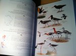 Dunn, Jon L & J Alderfer - National Geographic illustrated Birds of North America - Folio Edition Dunn, Jon L & J Alderfer - National Geographic illustrated Birds of North America - Folio Edition