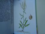 b.slavik-v choc - planten in veld en bos -natuurgids