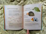Kelsey Oseid - Nests, Eggs, Birds * An Illustrated Aviary