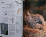 Hoogenstein, Luc, Meesters, G. - Handboek Vogels van Nederland, met medewerking van Vogelbescherming Nederland