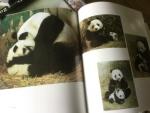  - The giant panda