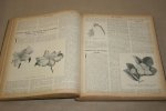 H. Cowley - The Garden - 1918 -- Illustrated Weekly Journal -- Horticulture in all its Branches