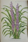 Pannemaeker, P. de - Originele chromolitho  =ophiopogon jaburan foliis aureo variegatis