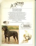 Macdonald, David .. Anderson, Ronald .. Vertaald door Hans Cornelder - Honden .. In deze schitterende uitgave worden honden in al hun verscheidenheid gepresenteerd. U vindt er alles in wat u over honden wilt weten.