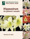 Veronica M. Read - Hippeastrum
