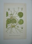 antique print (prent) - Dyblad, hydrocharis morsus ranae l. (Kikkerbeet)