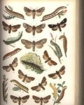 Lampert, Kurt - Die Grossschmetterlinge und Raupen Mitteleuropas mit besonderer Berücksichtigung der biologischen Verhältnisse. Ein bestimmungswerk und handbüch . 95 tafeln in Farben- und Schwartzdruck mit darstellung  von mehr als 2000 vormen.
