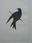 antique bird print. - Purple Martin. Antique bird print. (Purperzwaluw).